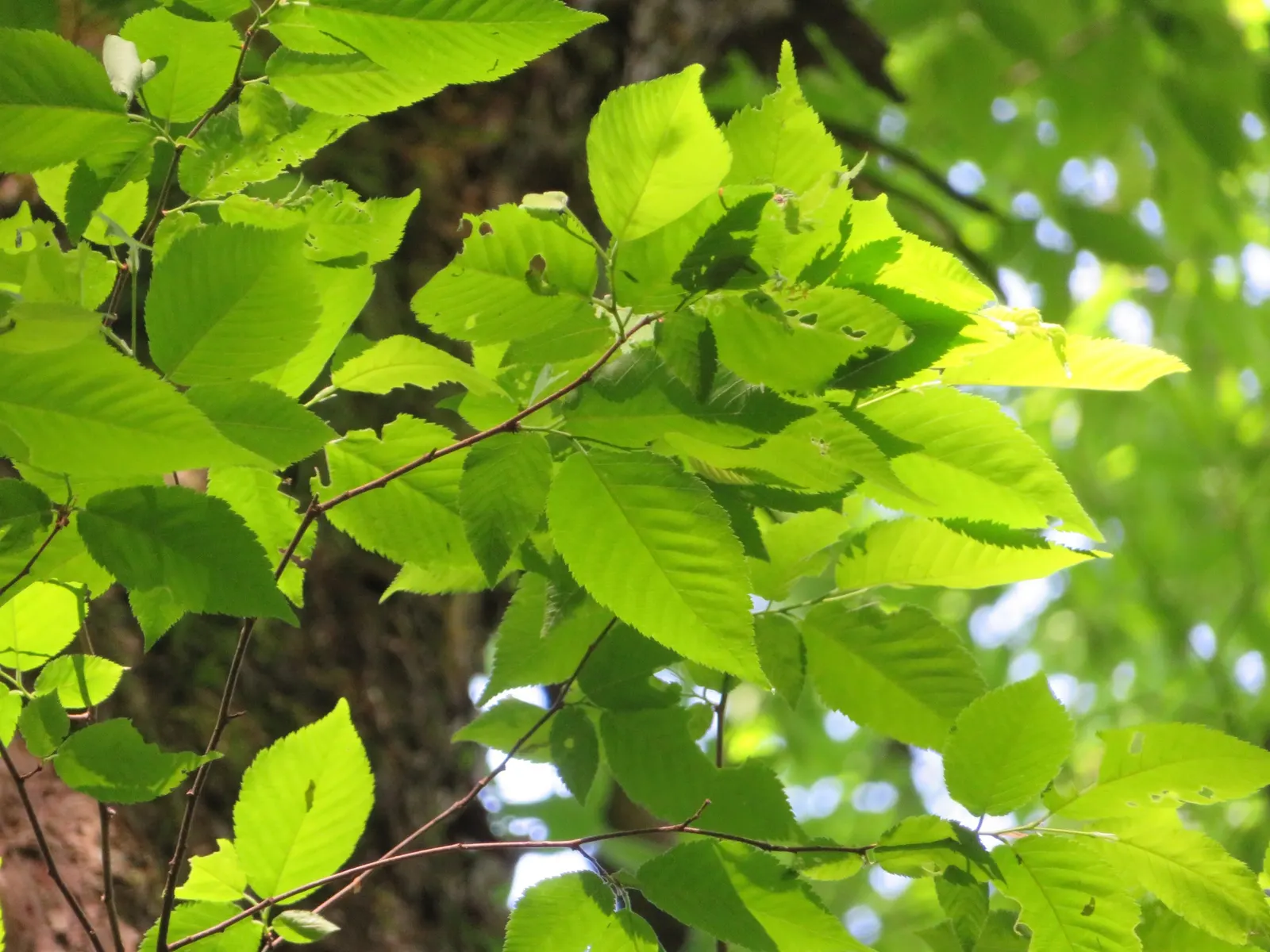 Hop Tree (Ptelea Trifoliata) — aromatic leaves & clusters of tiny greenish flowers; it is notably drought-resistant once established, making it a