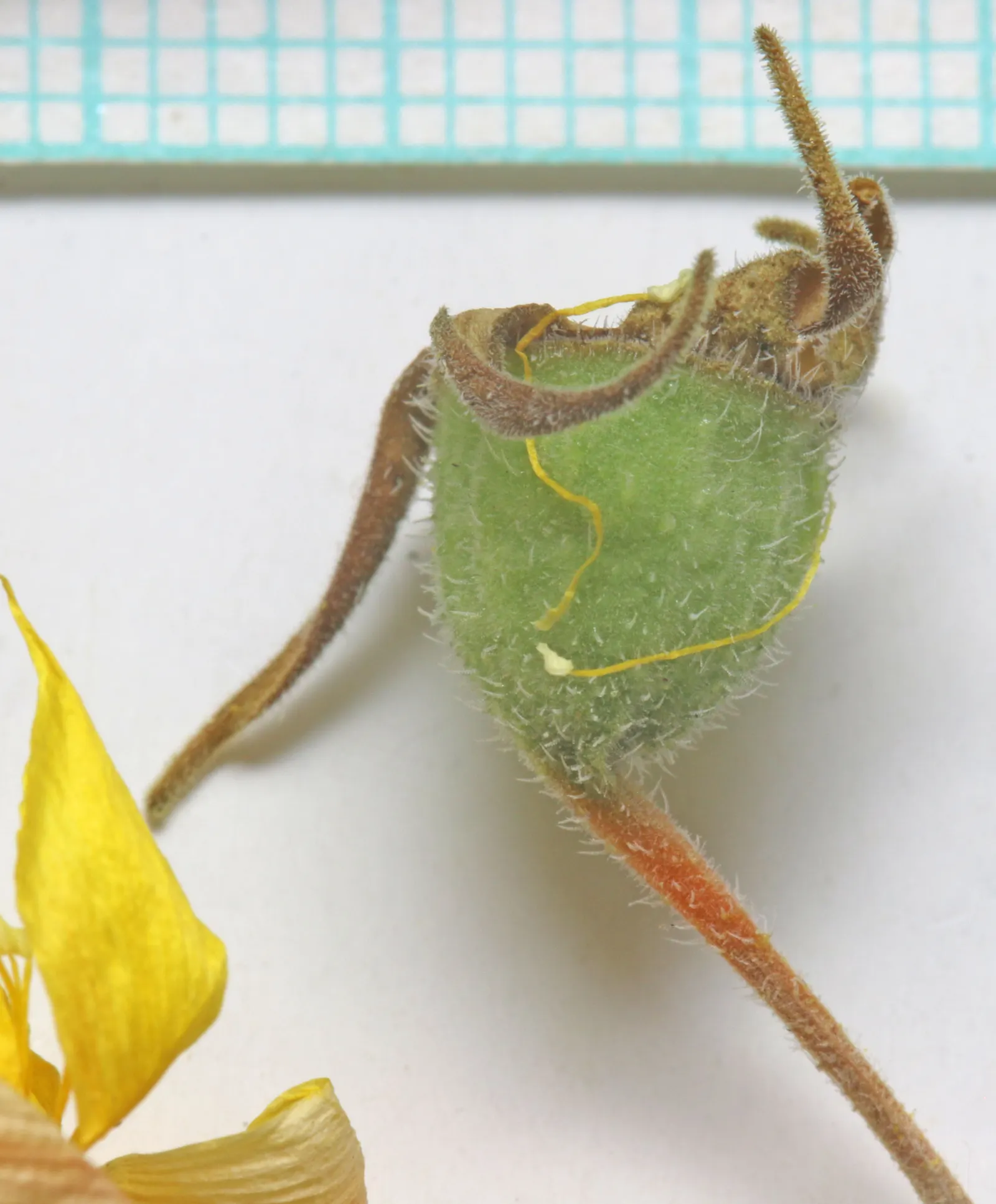 Hop Tree (Ptelea Trifoliata) — adding unique textural interest to garden landscapes; ptelea trifoliata's adaptability also makes it suitable for, image 85