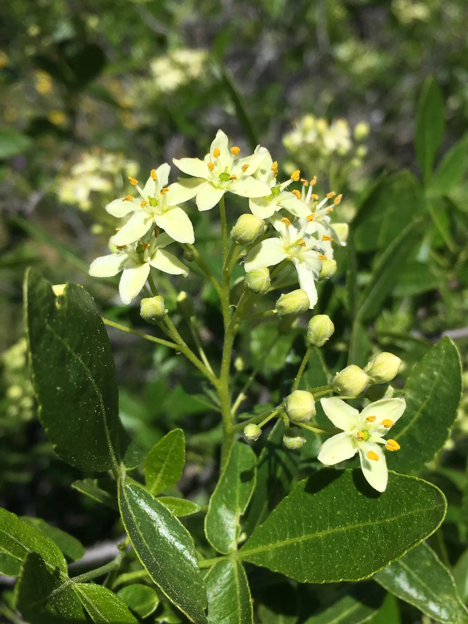 Hop Tree (Ptelea Trifoliata) — tree for deep shade or shade