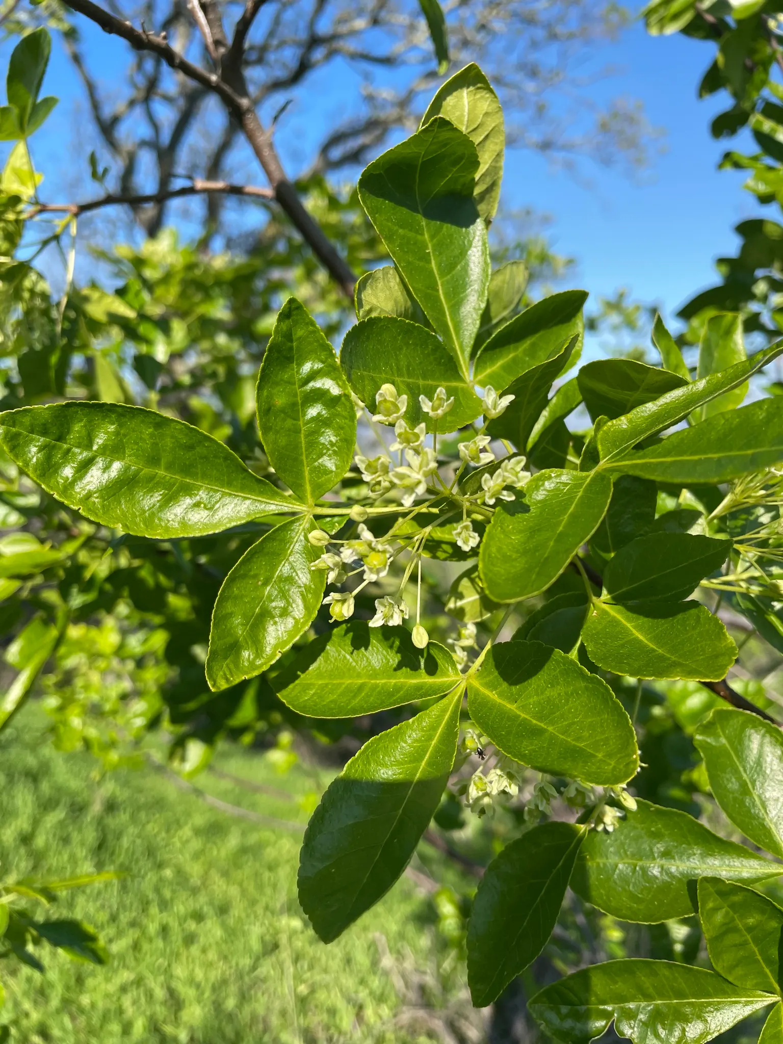 Hop Tree (Ptelea Trifoliata) — is a versatile and hardy small to medium-sized deciduous shrub that can also be trained into a tree form; scientifically known