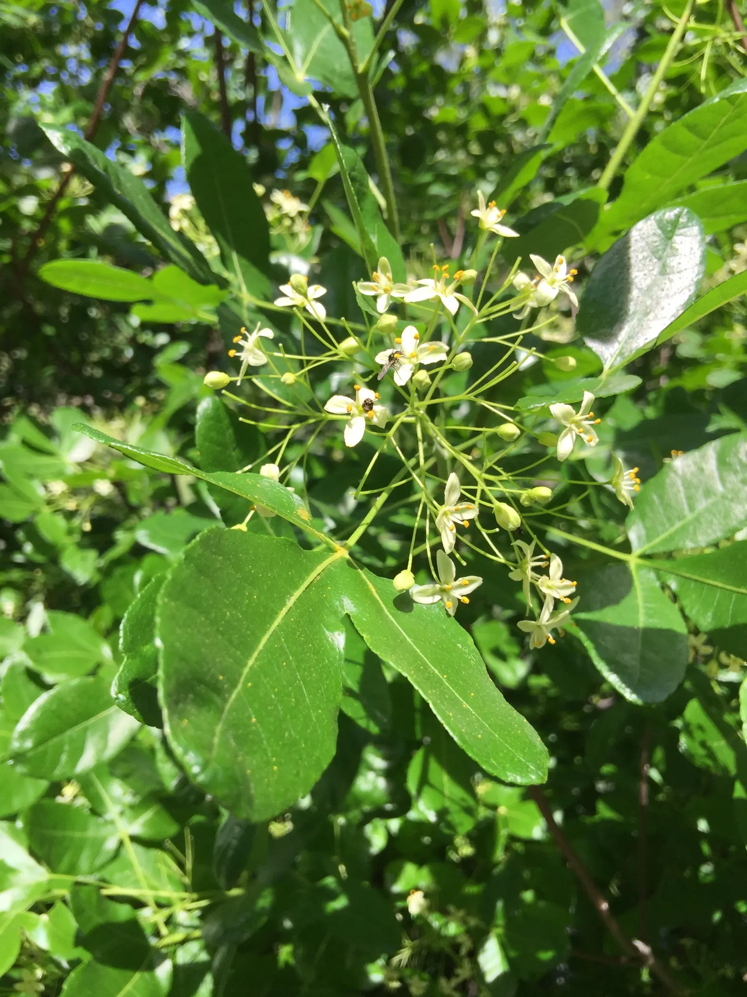 Hop Tree (Ptelea Trifoliata) — Ptelea trifoliata's adaptability also makes it suitable for use as a specimen; adding unique textural interest to, image 72
