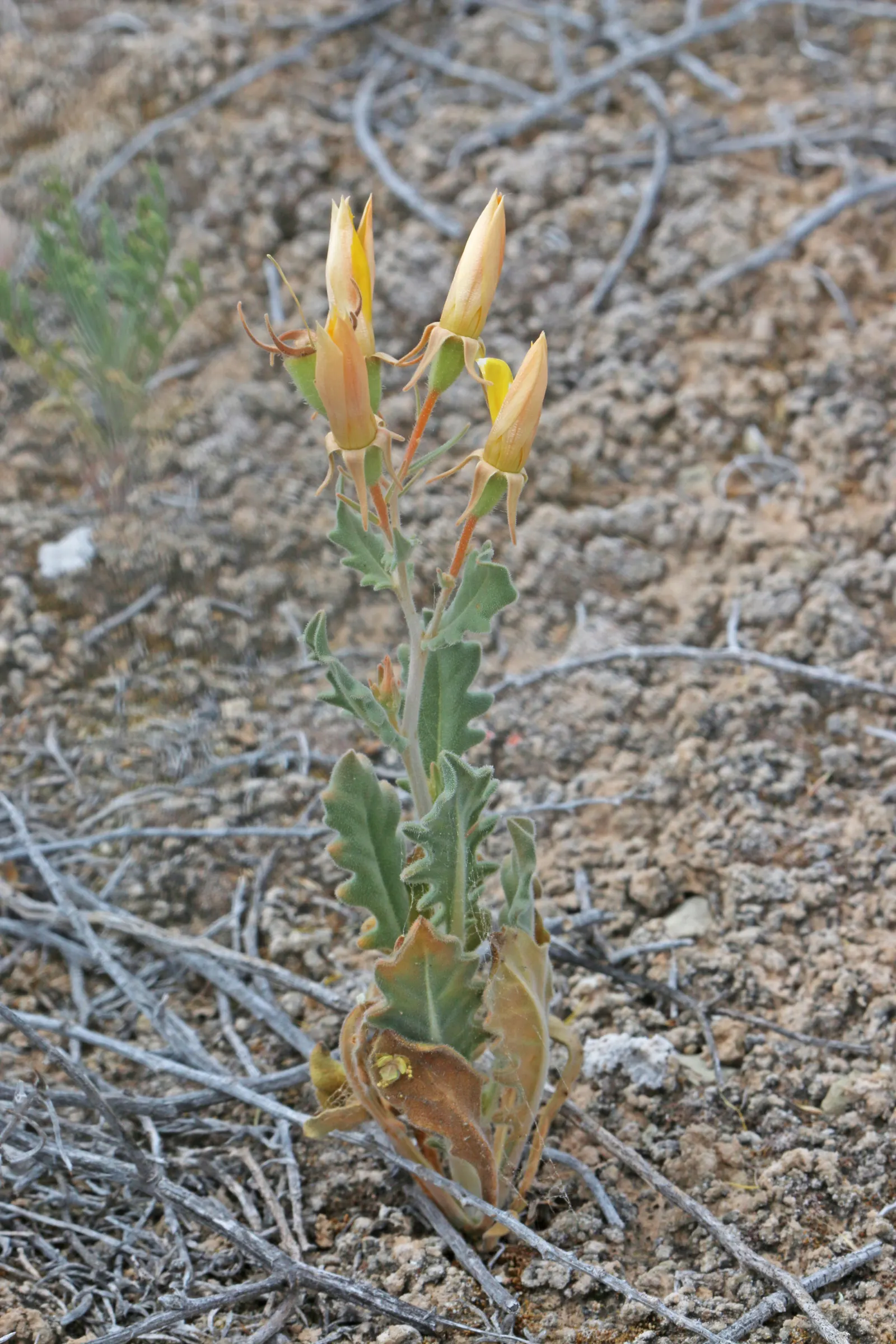 Hop Tree (Ptelea Trifoliata) — is a versatile and hardy small to medium-sized deciduous shrub that can also be trained into a tree form, image 87