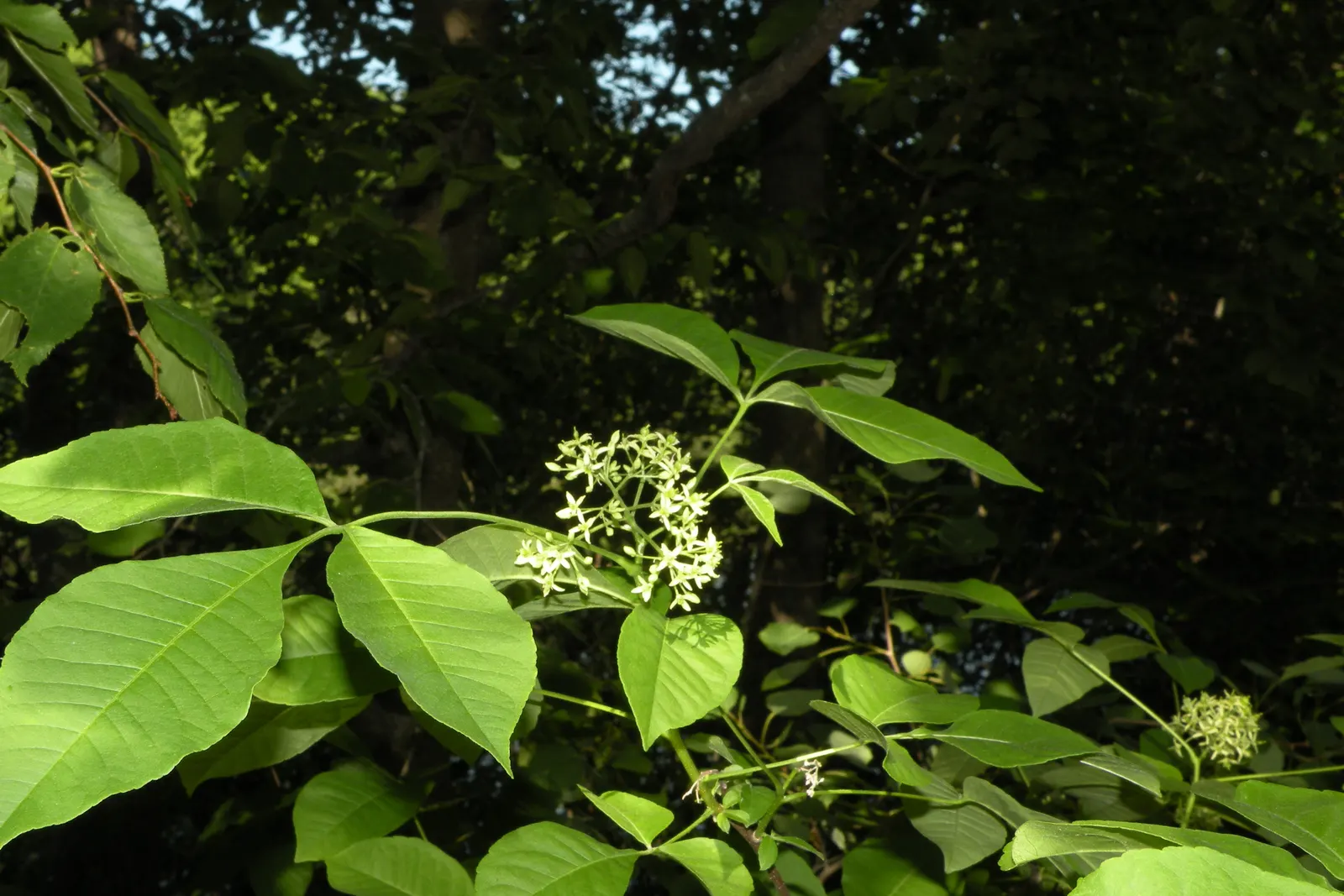 Hop Tree (Ptelea Trifoliata) — scientifically known as Ptelea trifoliata; the Hop Tree, Ptelea trifoliata, thrives in USDA zones 4-9 with a height, image 60