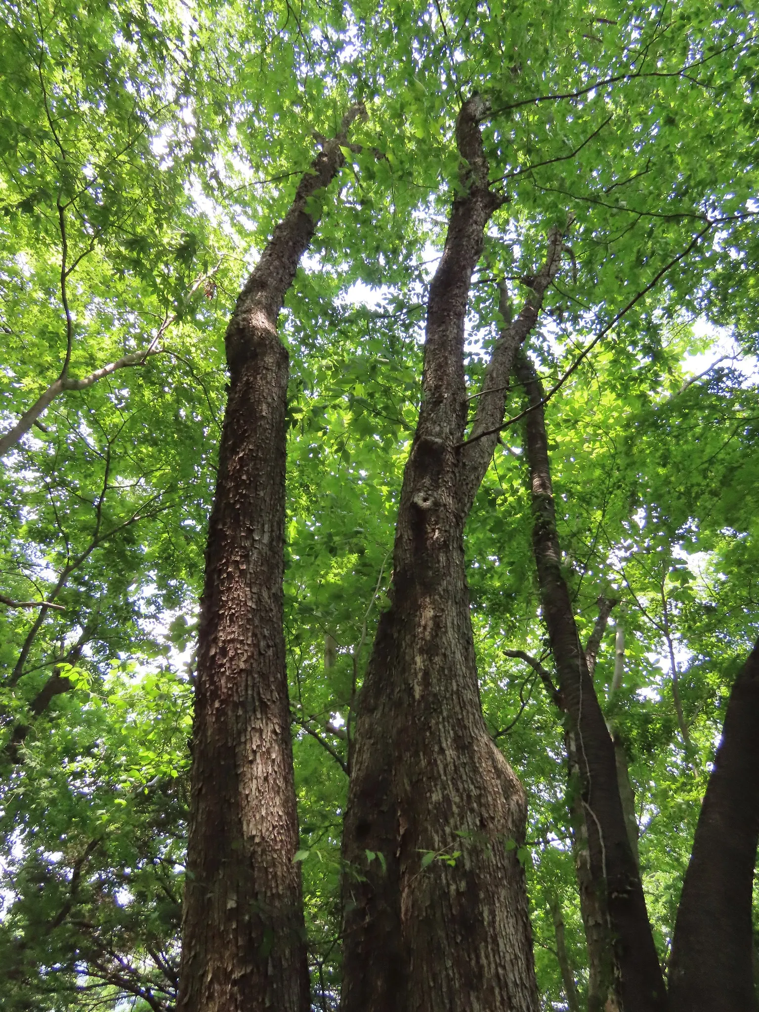 Hop Tree (Ptelea Trifoliata) — is a versatile and hardy small to medium-sized deciduous shrub that can also be trained into a tree form