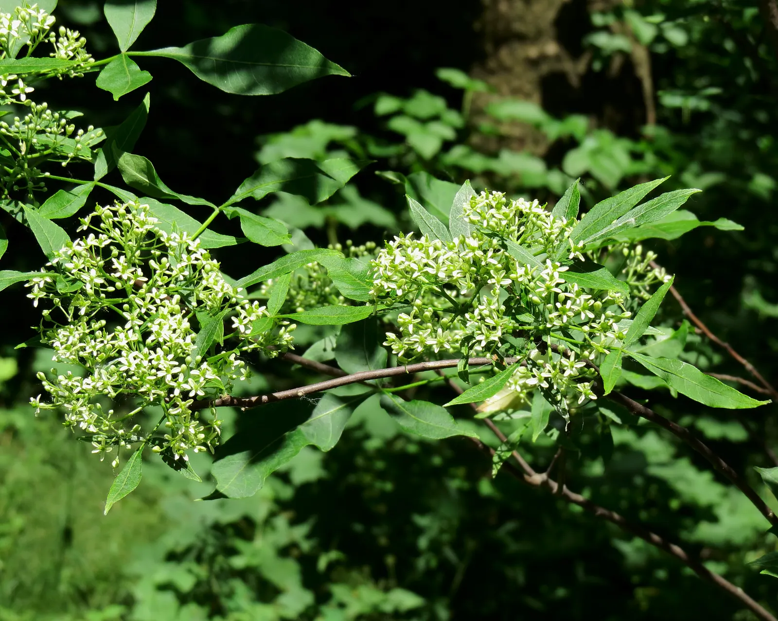 Hop Tree (Ptelea Trifoliata) — This deciduous shrub/small tree sports trifoliate; the Hop Tree boasts a lush green coloration which turns a, image 80
