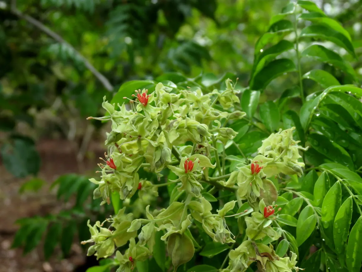 Hop Tree (Ptelea Trifoliata) — the Hop Tree thrives in a range of soil conditions but fares best in well-drained soils; providing a vibrant seasonal display