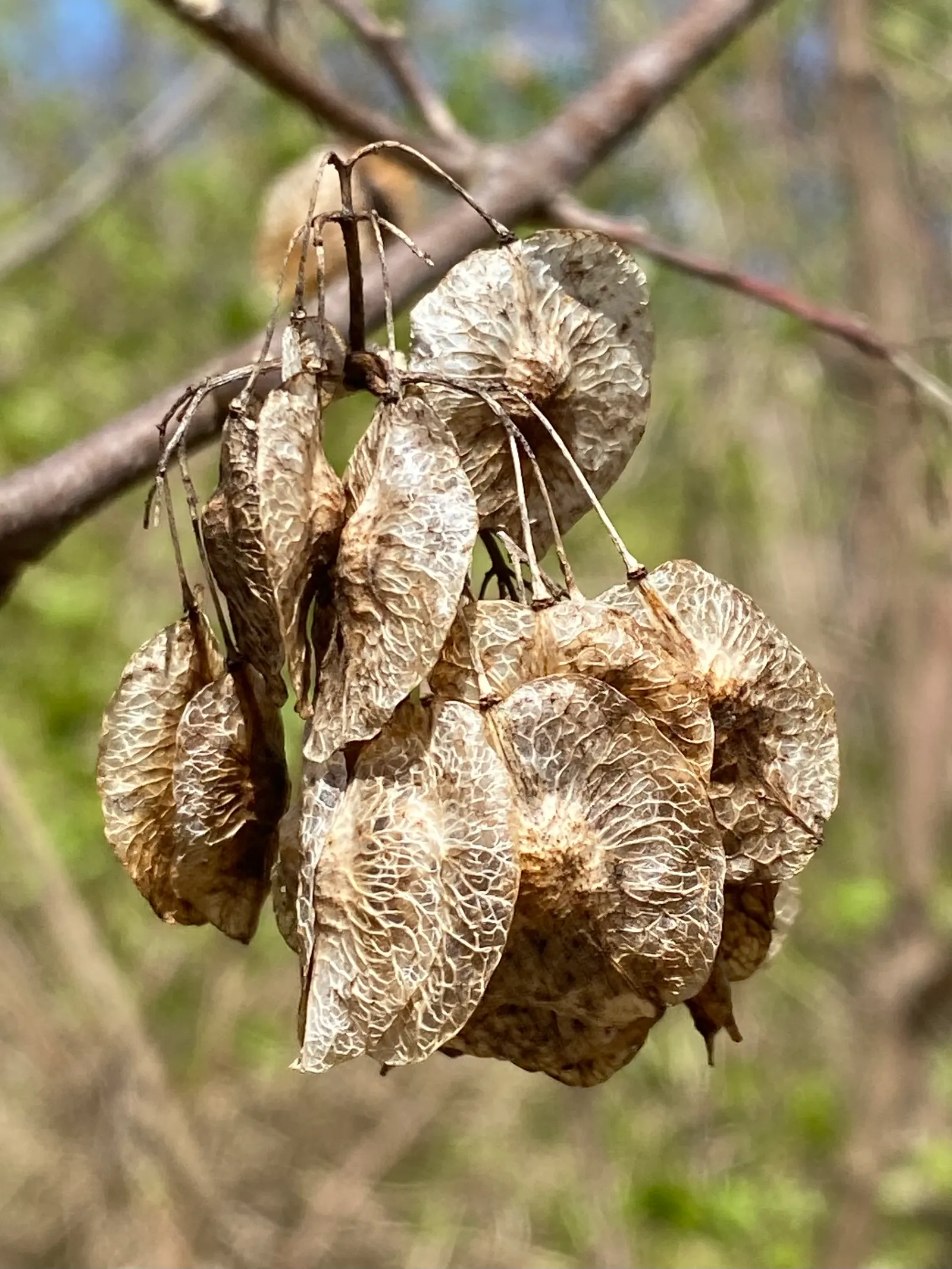 Hop Tree (Ptelea Trifoliata) — beloved by varied pollinators; tree with green and white blooms, image 82
