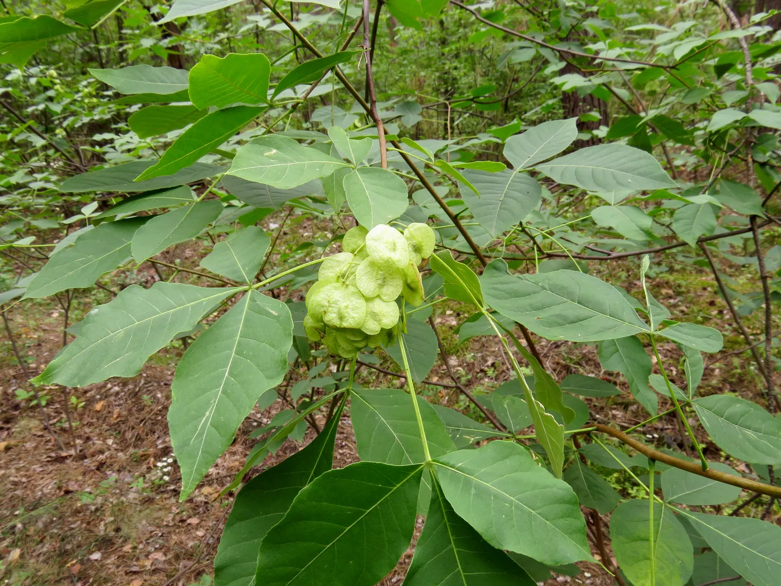 Hop Tree (Ptelea Trifoliata) — the Hop Tree boasts a lush green coloration which turns a striking yellow in the fall; this resilient and, image 63