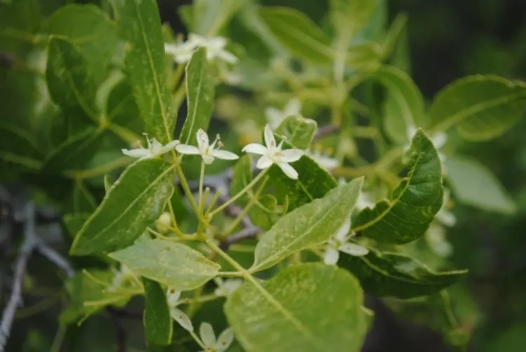 Hop Tree (Ptelea Trifoliata) — the Hop Tree thrives in a range of soil conditions but fares best in well-drained soils