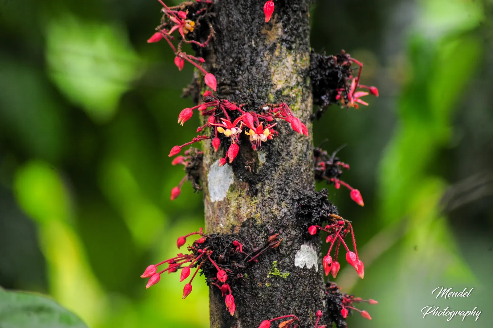 Hop Tree (Ptelea Trifoliata) — It is notably drought-resistant once established, making it a low-maintenance option for the landscape; it is highly, image 70