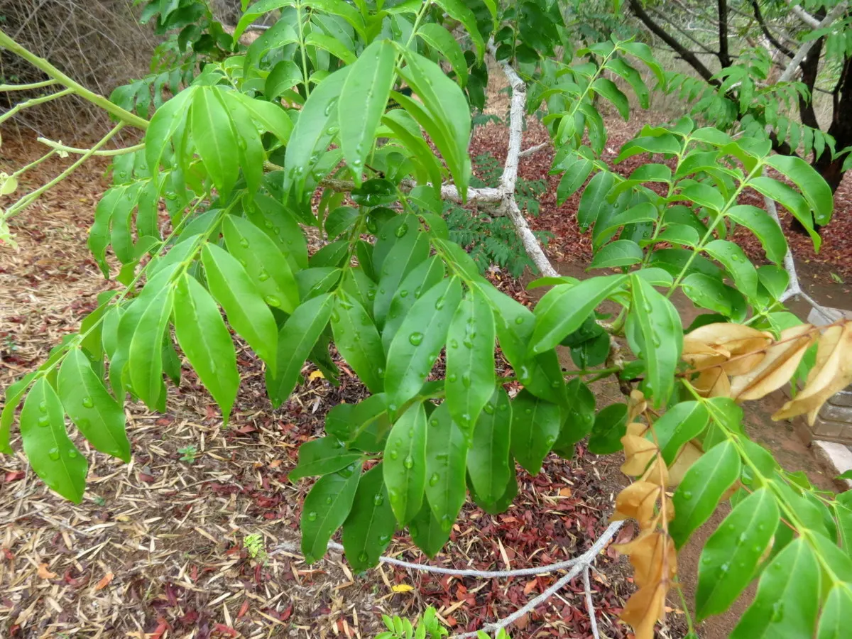 Hop Tree (Ptelea Trifoliata) — the Hop Tree boasts a lush green coloration which turns a striking yellow in the fall; this resilient and aesthetically pleasing