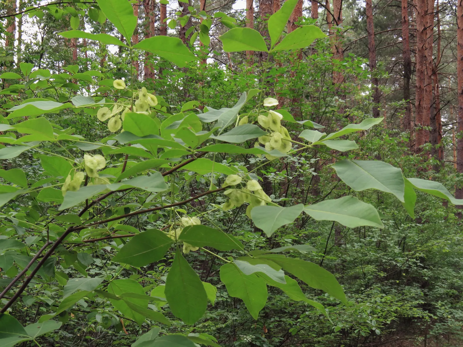 Hop Tree (Ptelea Trifoliata) — this resilient and aesthetically pleasing plant is a superb addition to any landscape tableau; with minimal pruning required