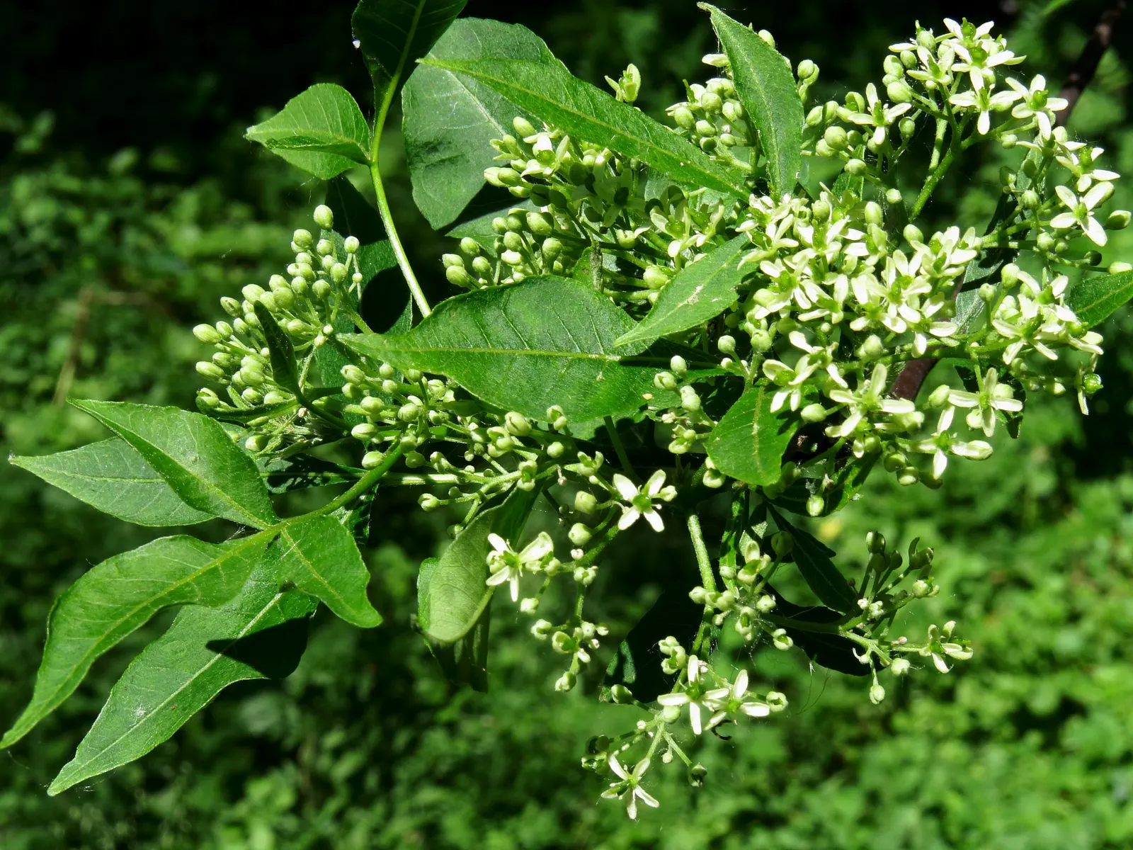 Hop Tree (Ptelea Trifoliata) — the Hop Tree thrives in a range of soil conditions but fares best in well-drained soils; providing a vibrant, image 69