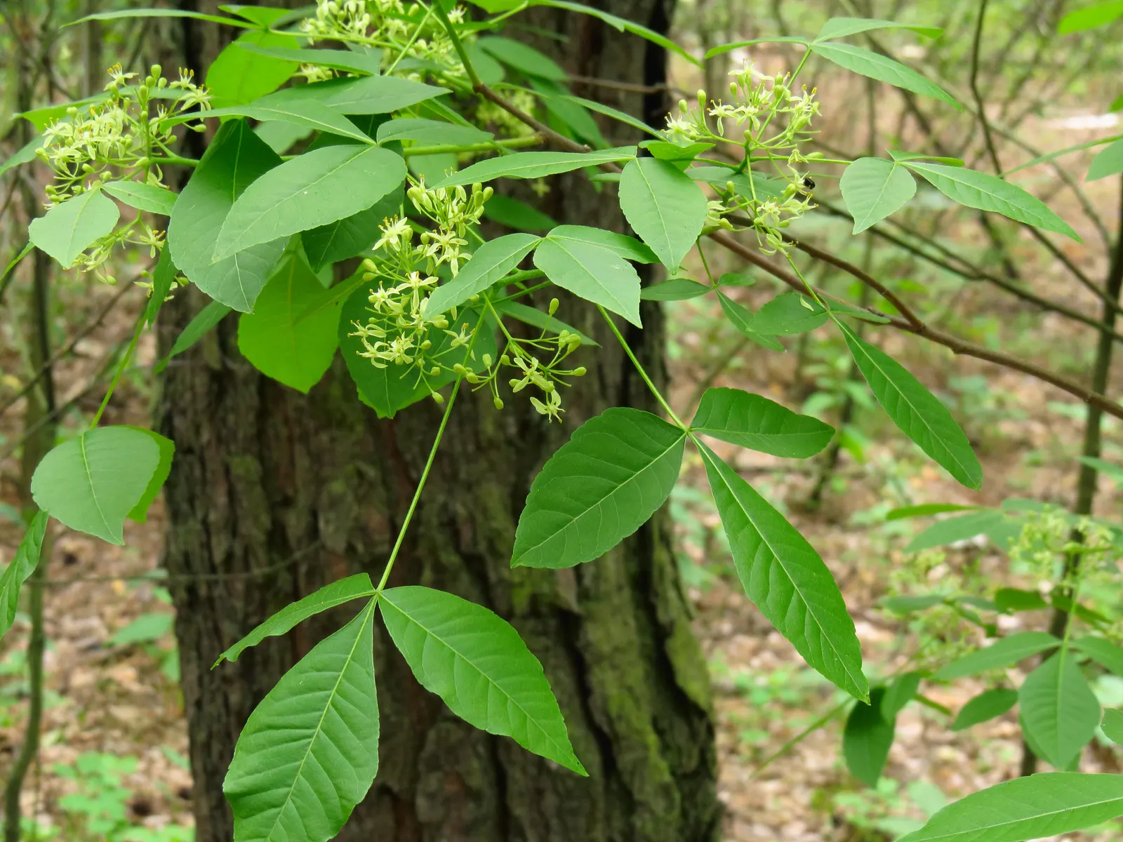 Hop Tree (Ptelea Trifoliata) — It's not fussy about soil type, tolerating drought and urban conditions; winged seed pods closely resemble hops, image 57