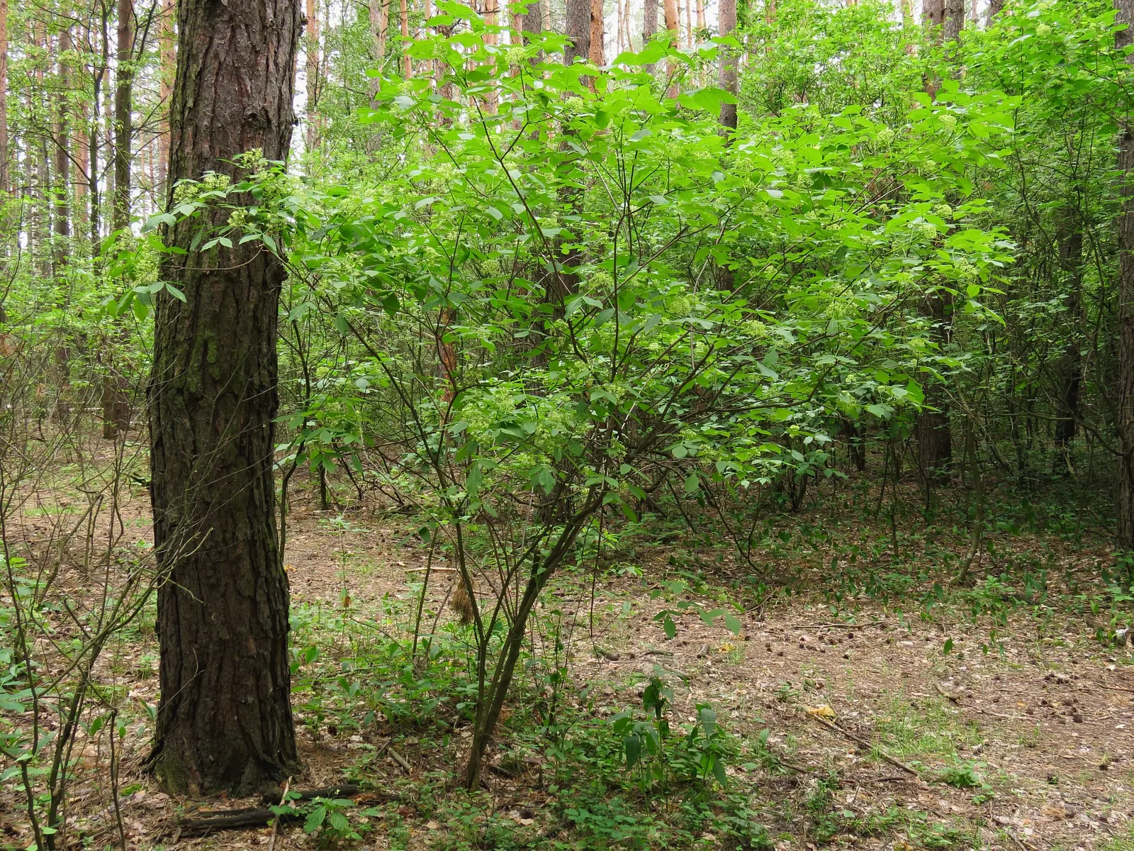 Hop Tree (Ptelea Trifoliata) — The plant's name derives from its seeds; with a typical mature height ranging from 10 to 20 feet and a spread of 10 to 15 feet