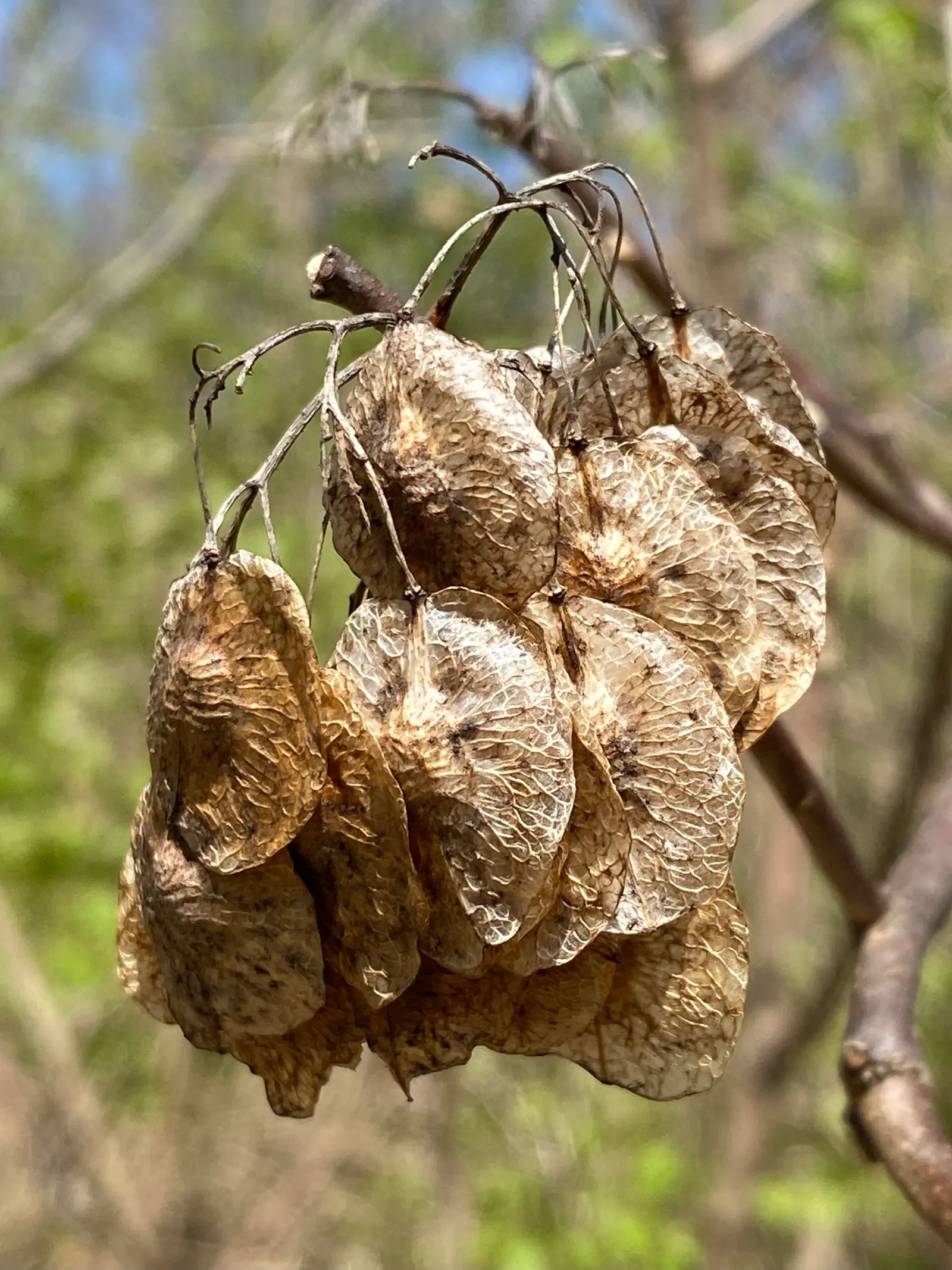 Hop Tree (Ptelea Trifoliata) — With a typical mature height ranging from 10 to 20 feet and a spread of 10 to 15 feet; small clusters of, image 88