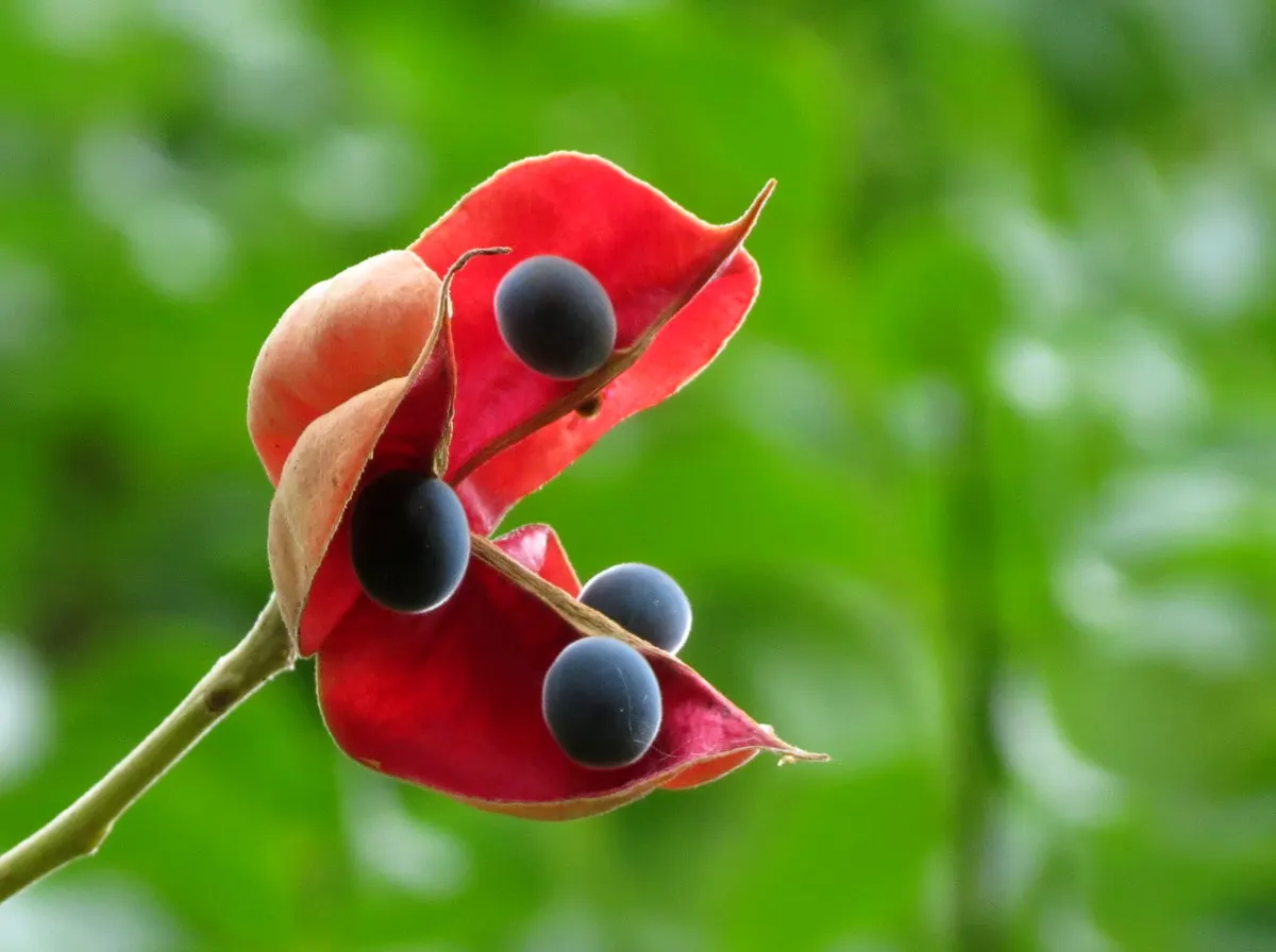 Hop Tree (Ptelea Trifoliata) — The plant's name derives from its seeds; with a typical mature height ranging from 10 to 20 feet and a spread of 10, image 65