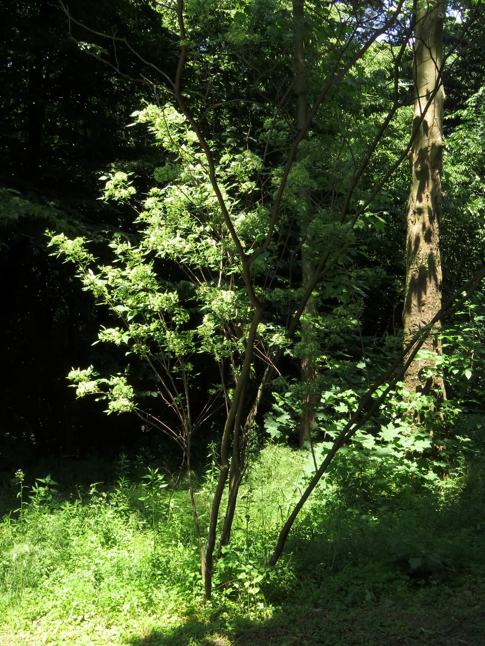 Hop Tree (Ptelea Trifoliata) — it is highly resistant to disease and pests; tree for deep shade or shade, image 71