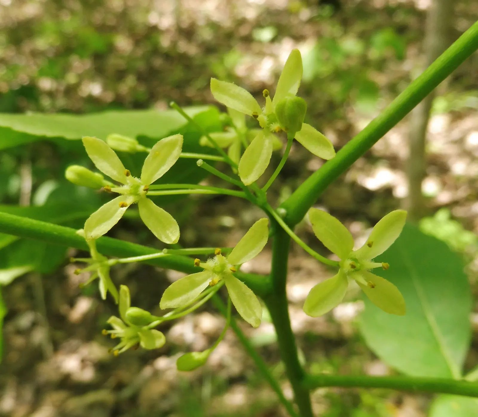 Hop Tree (Ptelea Trifoliata) — It's not fussy about soil type, tolerating drought and urban conditions; winged seed pods closely resemble hops