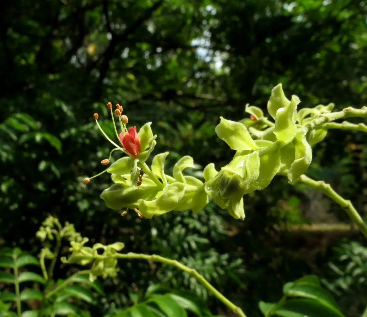 Hop Tree (Ptelea Trifoliata) — aromatic leaves & clusters of tiny greenish flowers