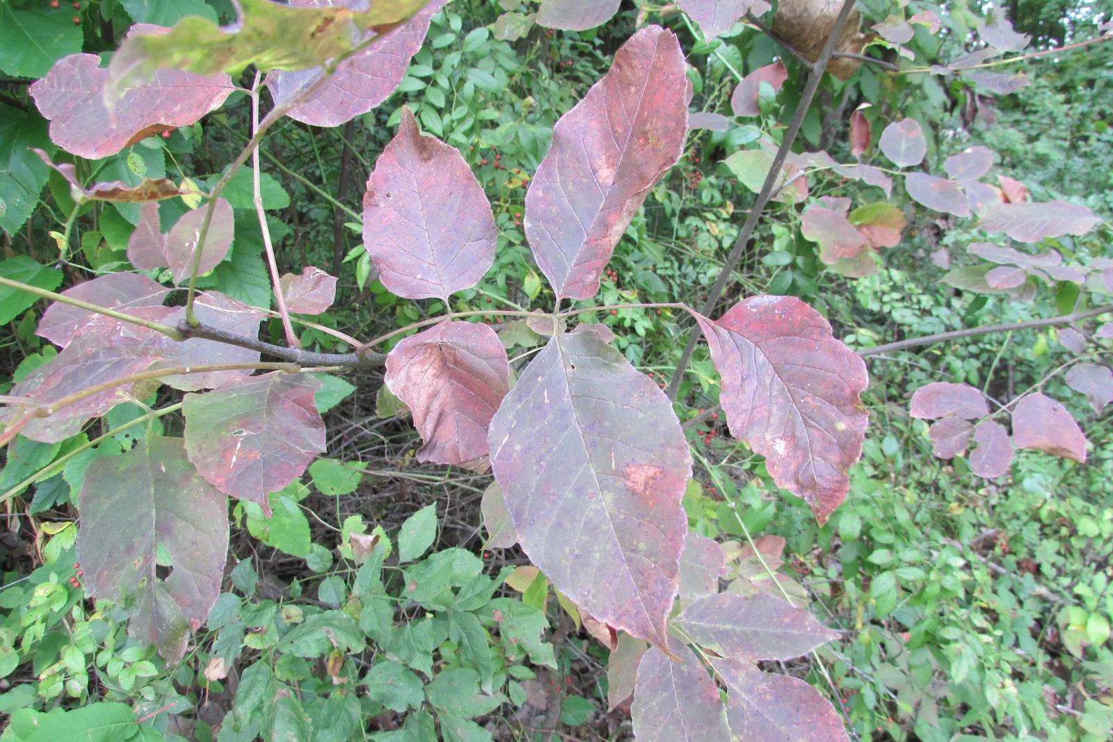 Pignut (Carya Glabra) — Zones 4-9 suffice for this hardy specimen; though it is adaptable to a range of soil types