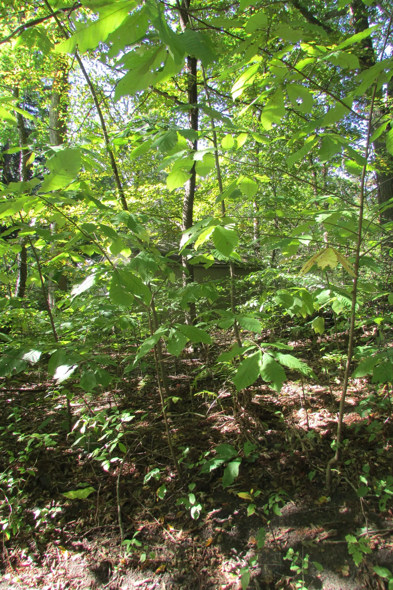 Pignut (Carya Glabra) — though it is adaptable to a range of soil types