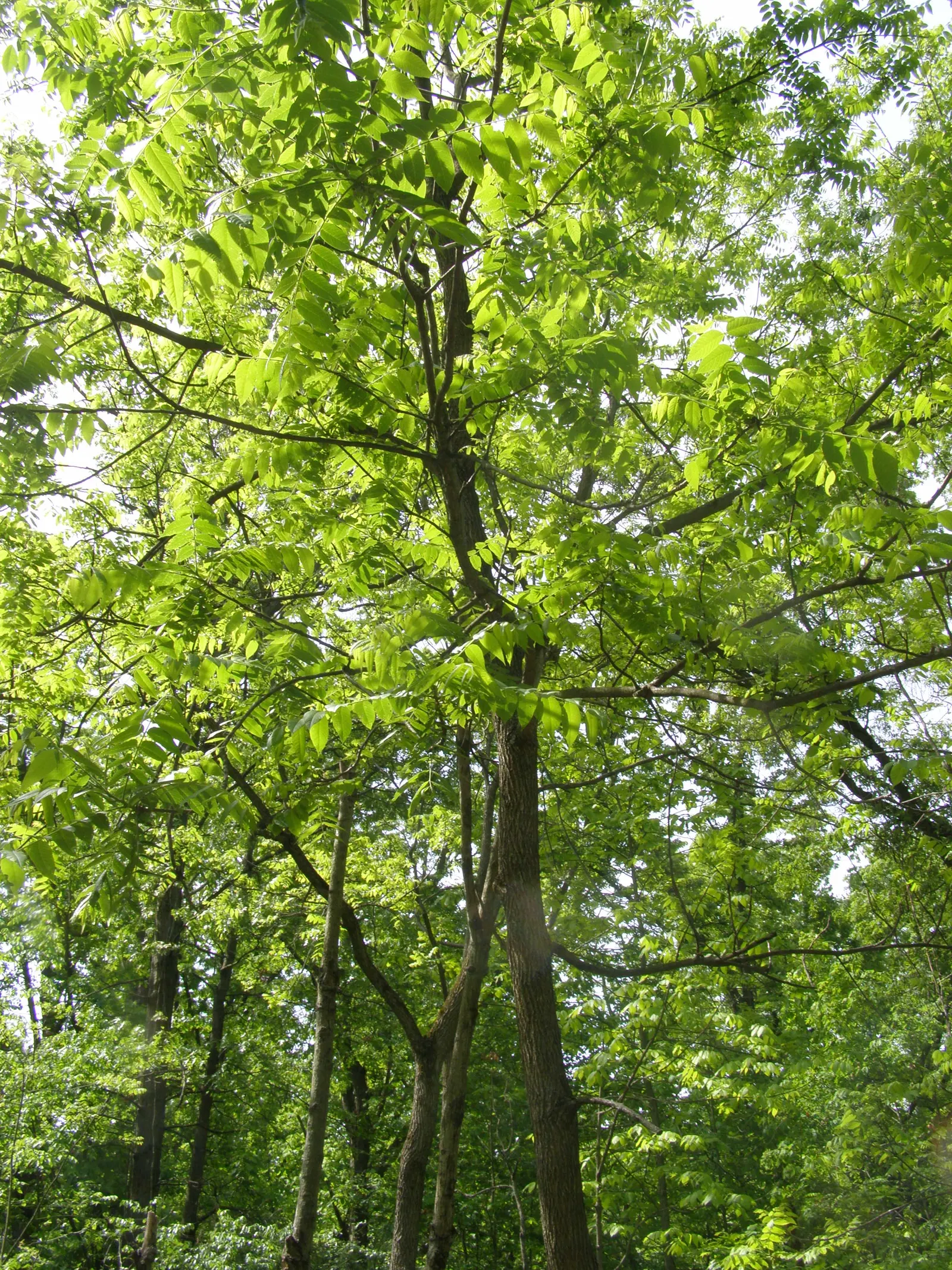 Pignut (Carya Glabra) — careful site selection is essential