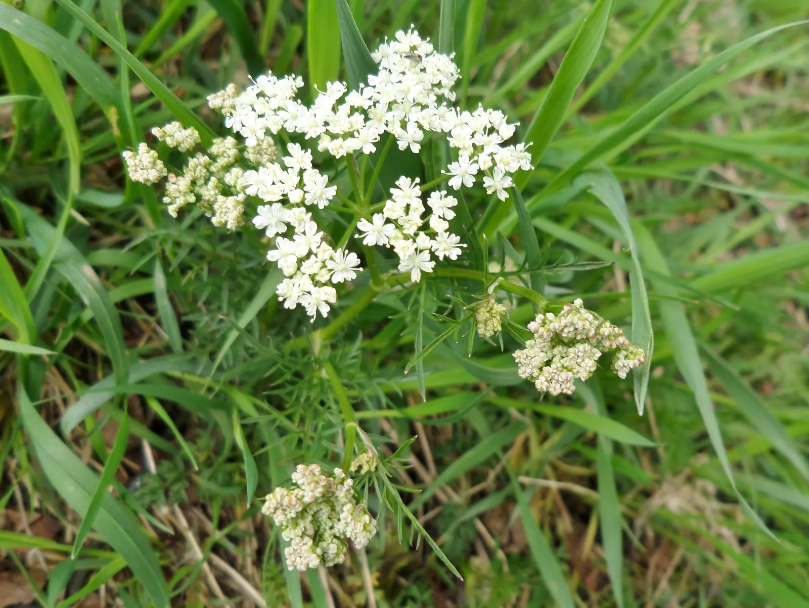 Pignut (Carya Glabra) — slender trunk with a narrow crown