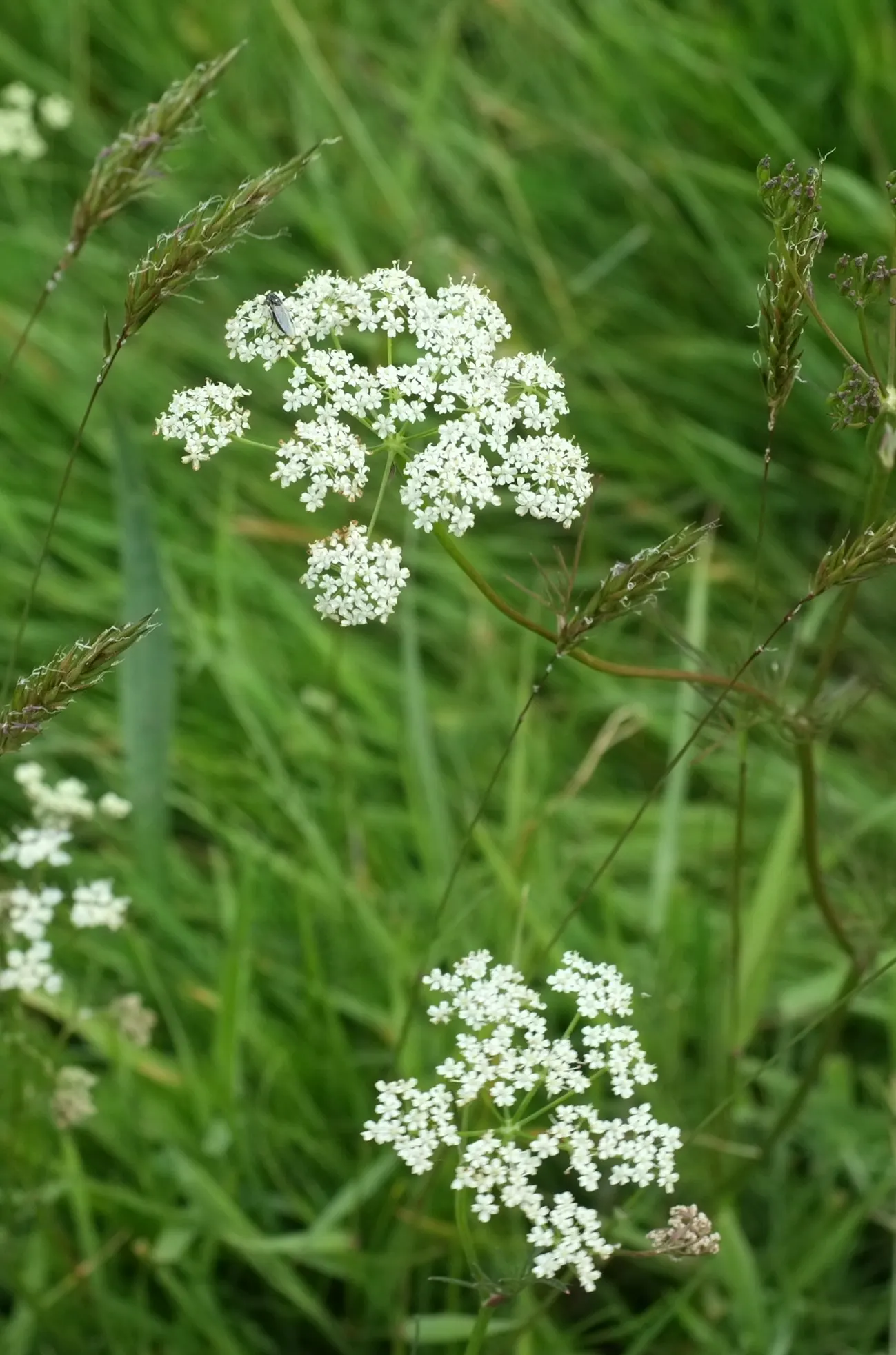 Pignut (Carya Glabra) — Reaching up to 100 feet tall, it prospers in well-drained soil; these nuts provide valuable sustenance for various wildlife, image 57