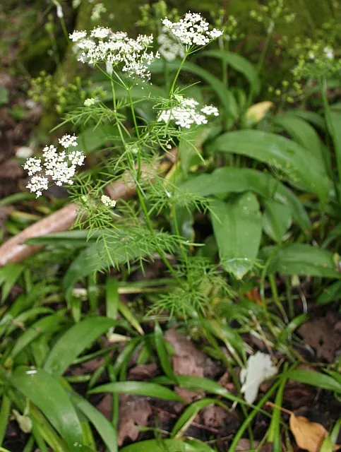 Pignut (Carya Glabra) — scientifically named Carya glabra