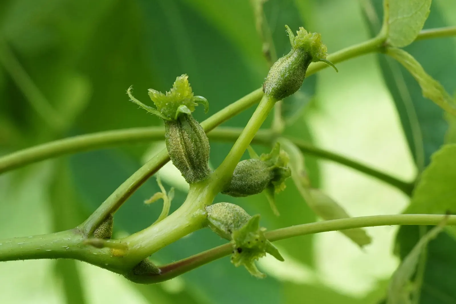 Pignut (Carya Glabra) — While not widely consumed by humans; scientifically named Carya glabra