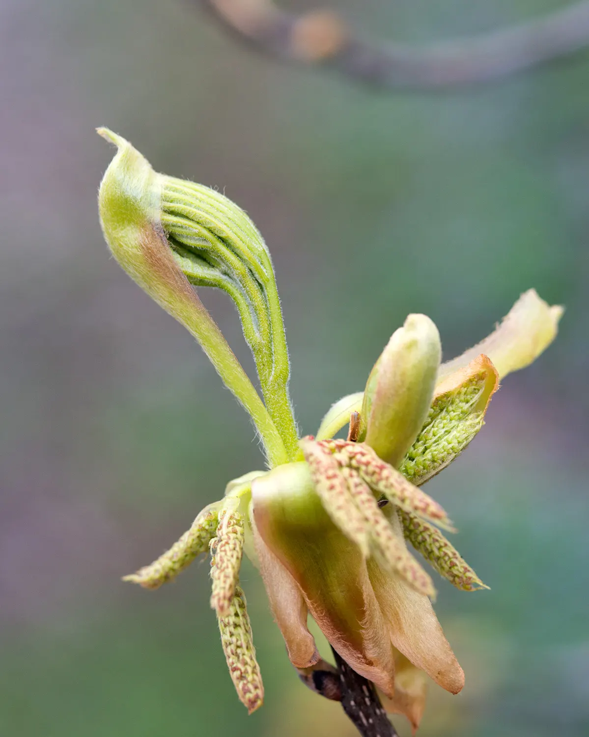 Pignut (Carya Glabra) — straight trunk and rounded crown; slender trunk with a narrow crown