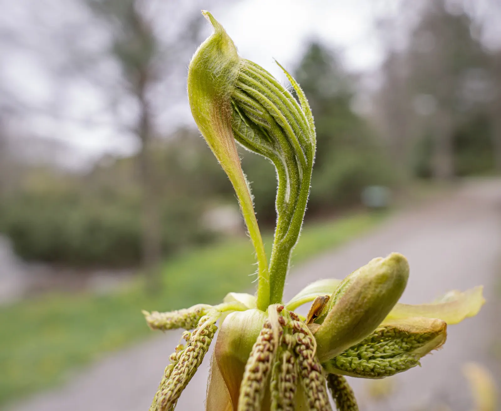 Pignut (Carya Glabra) — Its pinnately compound leaves, with five leaflets, turn golden in fall; this low-maintenance hickory necessitates ample, image 58