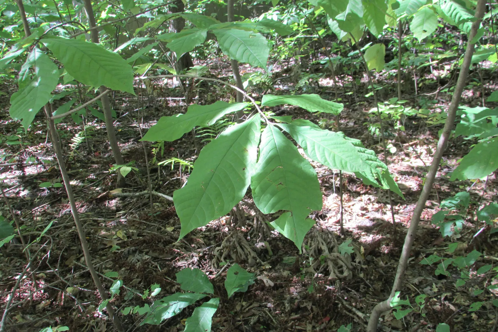 Pignut (Carya Glabra) — which provide valuable wildlife sustenance