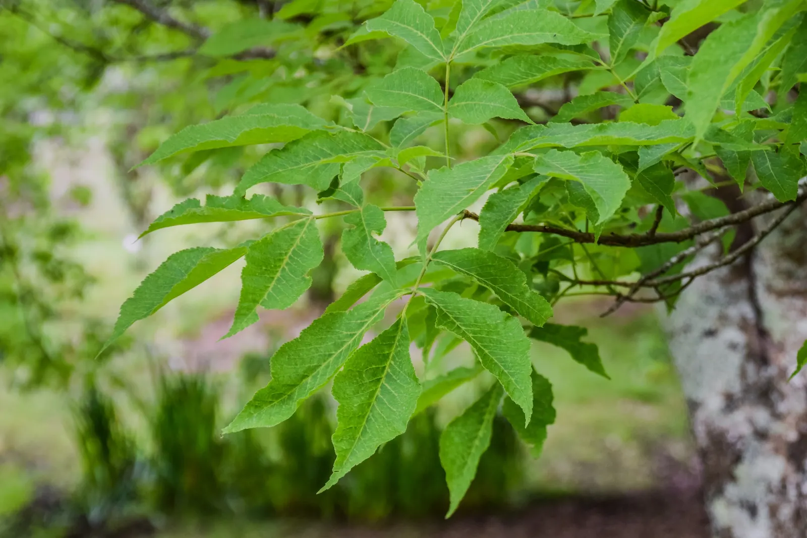 Pignut (Carya Glabra) — with some specimens soaring up to 100 feet under optimal conditions; zones 4-9 suffice for this hardy specimen, image 67