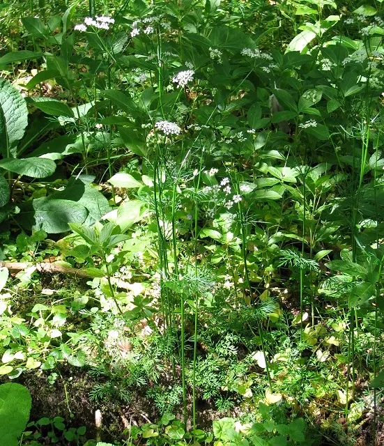 Pignut (Carya Glabra) — It thrives in full sun to partial shade and is notably drought-tolerant once established