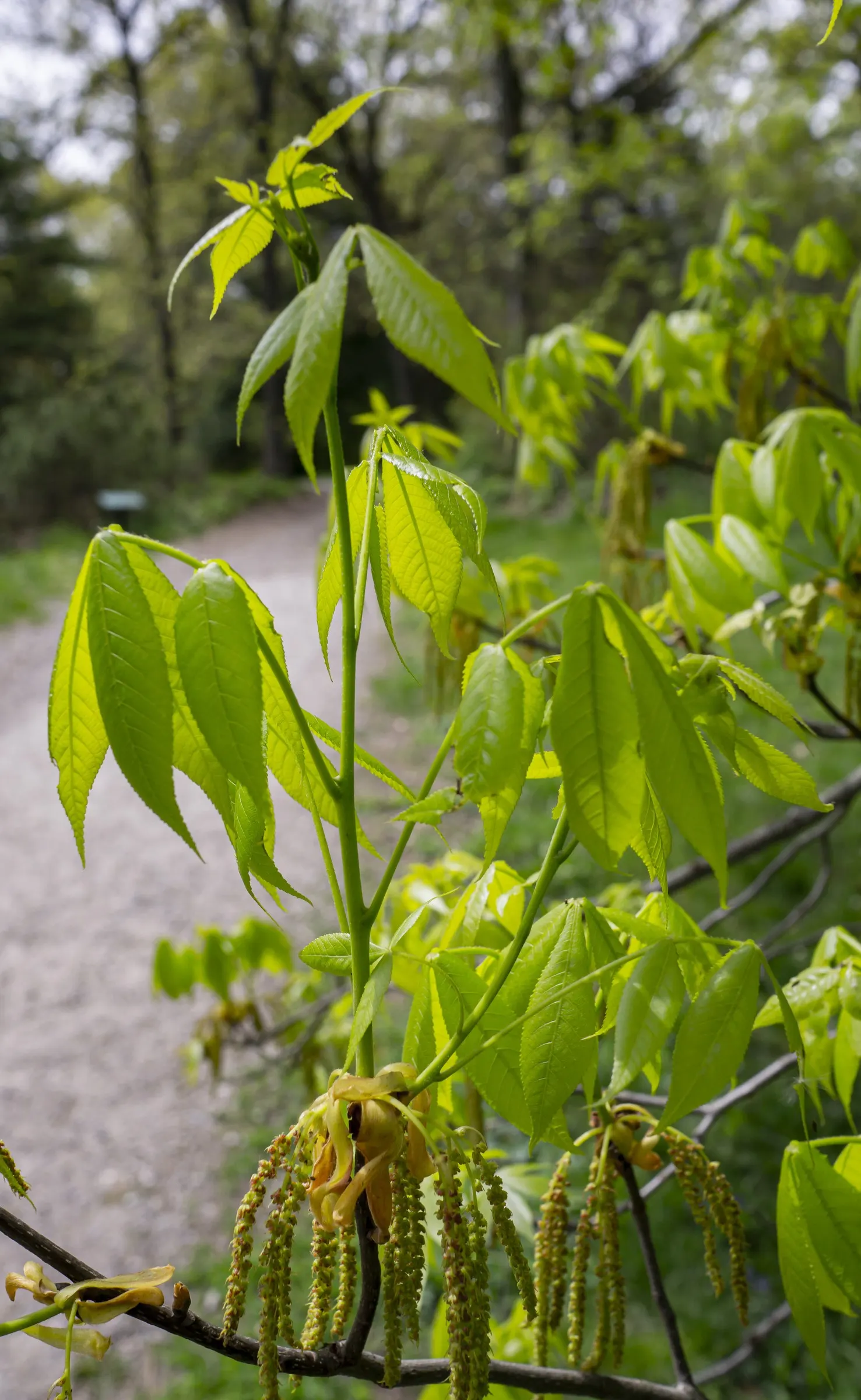 Pignut (Carya Glabra) — It thrives in full sun to partial shade and is notably drought-tolerant once established; straight trunk and rounded crown