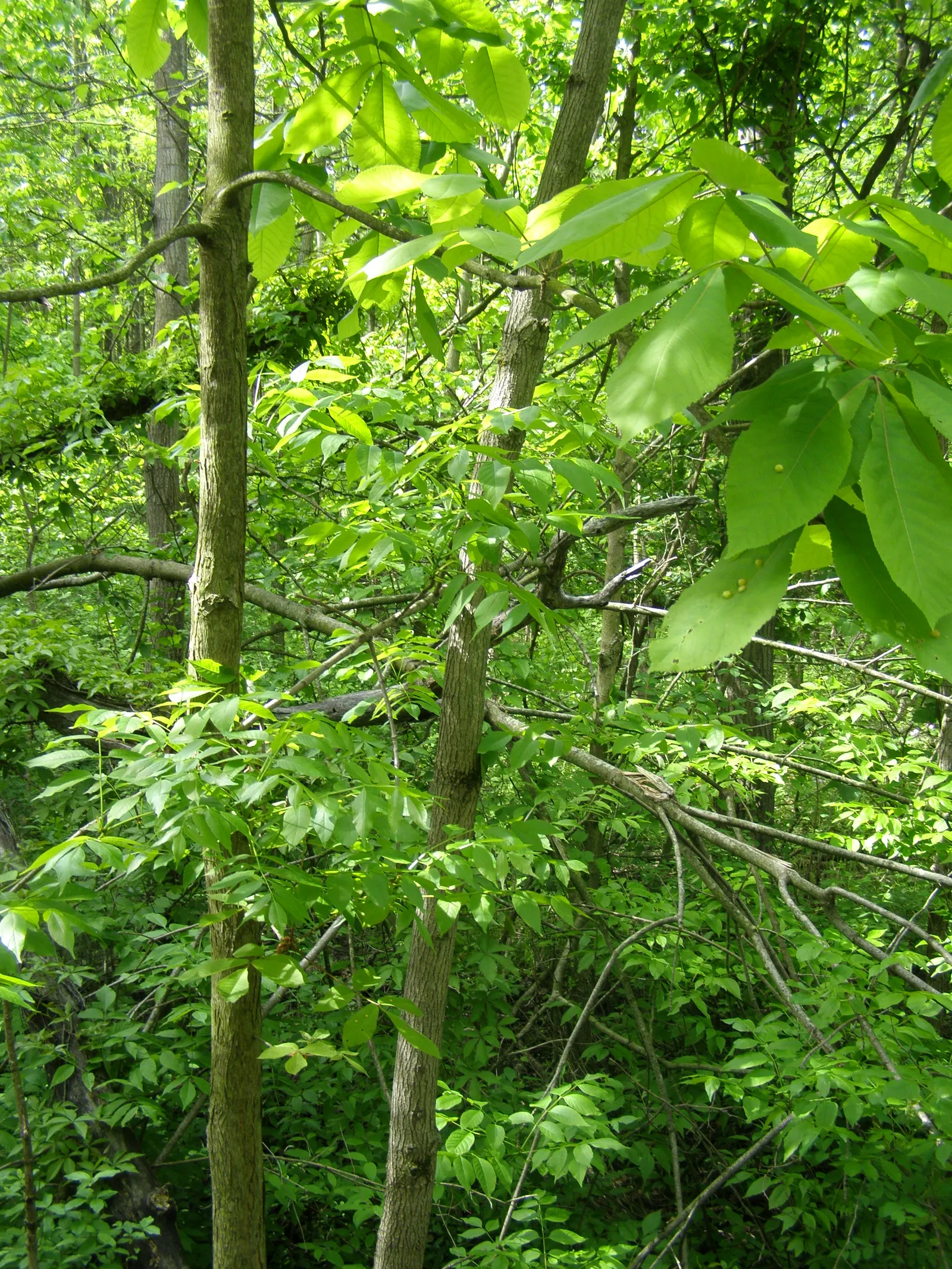 Pignut (Carya Glabra) — Hardy in USDA zones 4 through 9