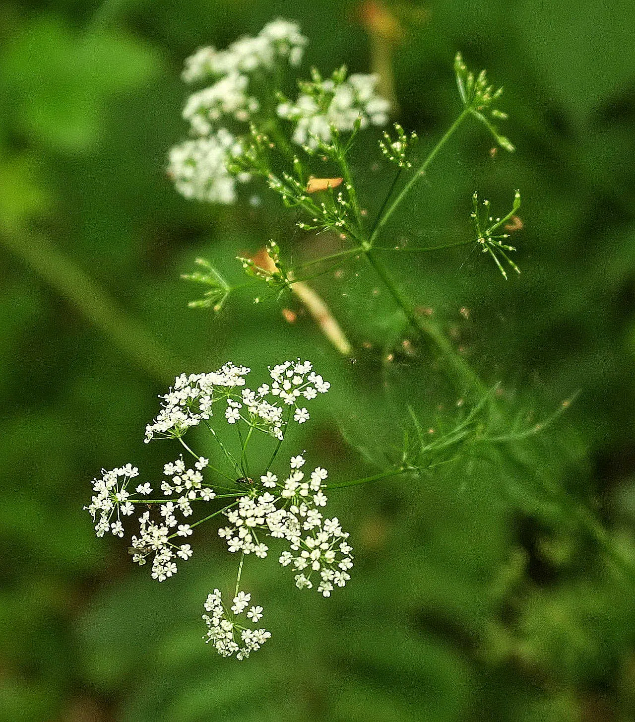 Pignut (Carya Glabra) — is a deciduous hardwood tree native to eastern North America; which provide valuable wildlife sustenance, image 63