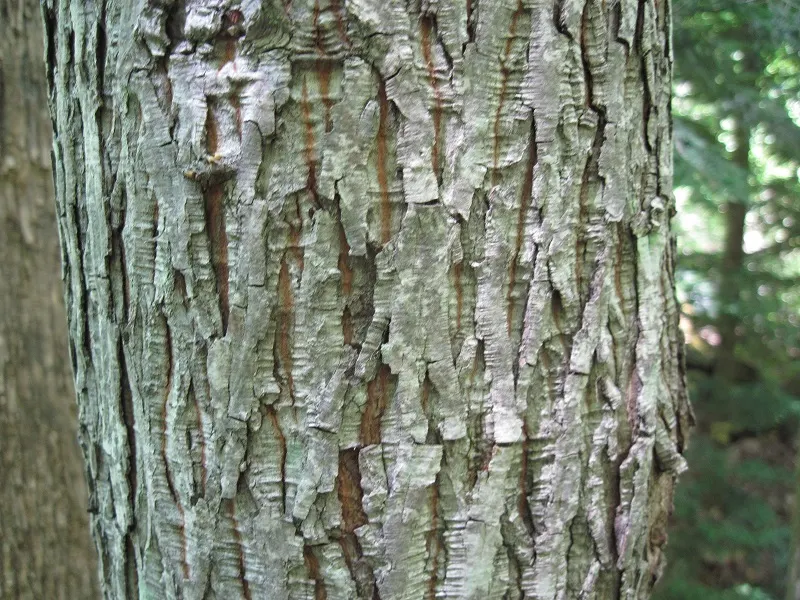 Pignut (Carya Glabra) — Its pinnately compound leaves, with five leaflets, turn golden in fall