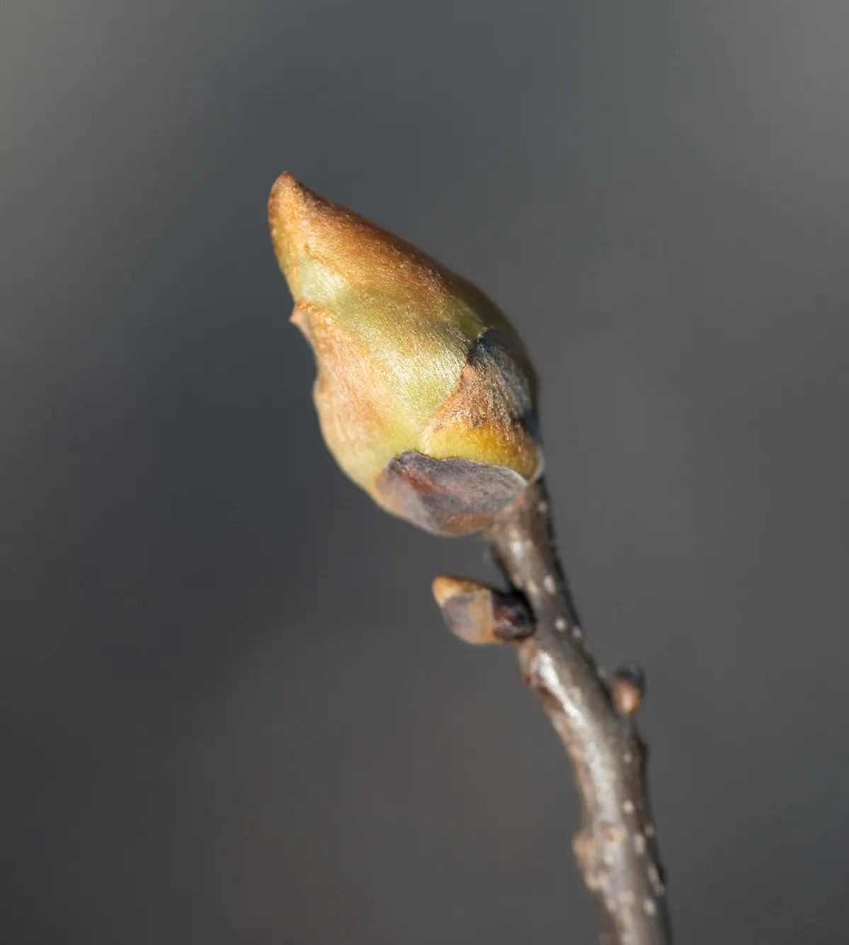Pignut (Carya Glabra) — providing ecological value and stately beauty; while not widely consumed by humans