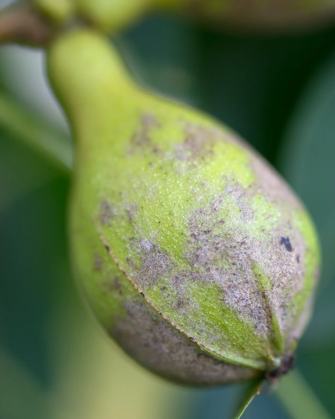 Pignut (Carya Glabra) — yellow-green flowers emerge, image 59
