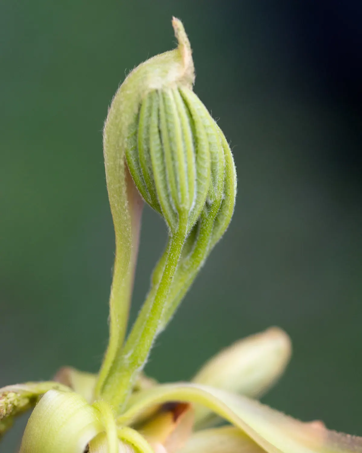 Pignut (Carya Glabra) — making it an excellent specimen for native plantings and naturalized areas
