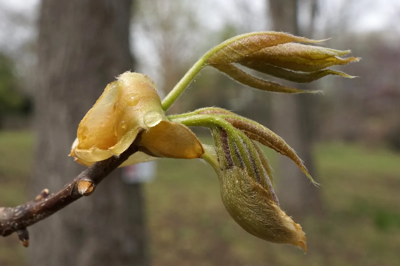 Pignut (Carya Glabra) — slender trunk with a narrow crown; it thrives in full sun to partial shade and is notably drought-tolerant once established, image 65
