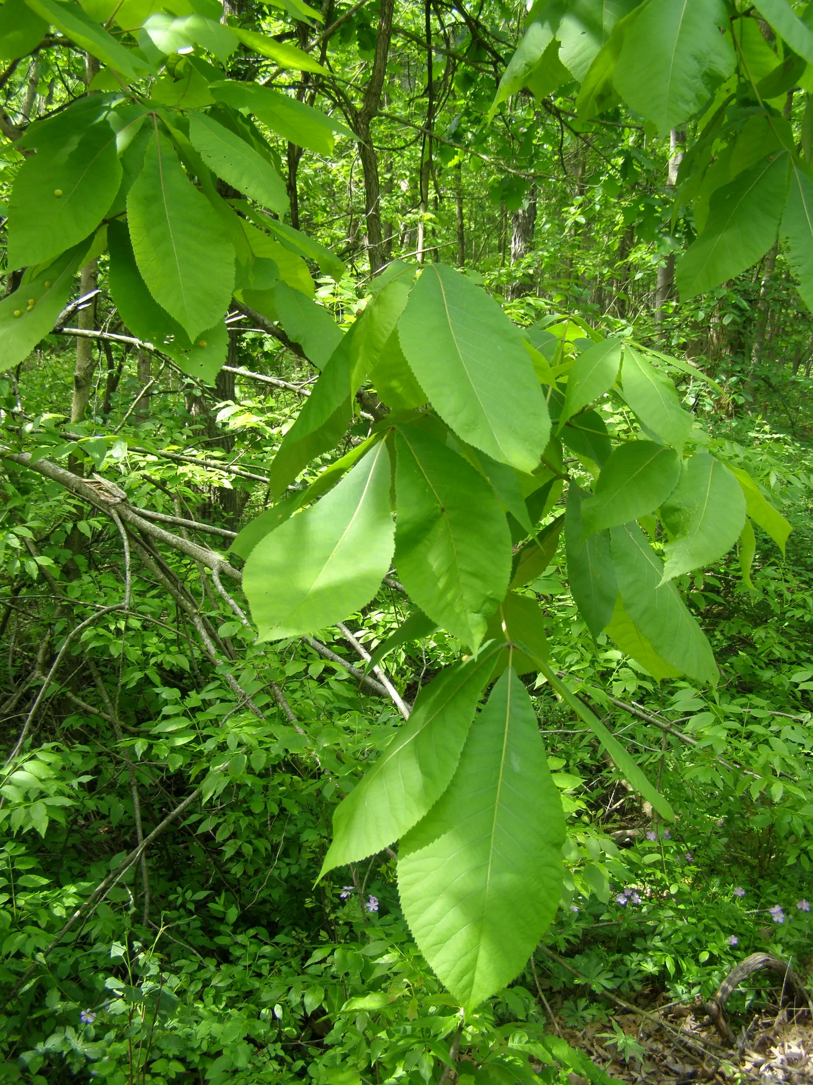 Pignut (Carya Glabra) — yellow-green flowers emerge, image 32