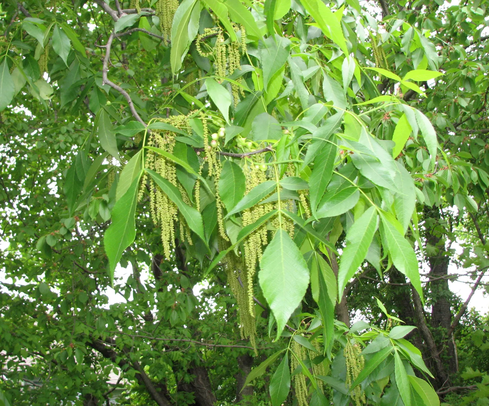 Pignut (Carya Glabra) — slender trunk with a narrow crown; it thrives in full sun to partial shade and is notably drought-tolerant once established
