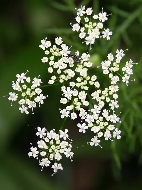 Pignut (Carya Glabra) — with some specimens soaring up to 100 feet under optimal conditions