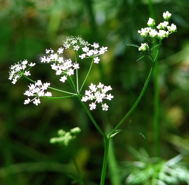 Pignut (Carya Glabra) — tree for full or half; hardy in USDA zones 4 through 9