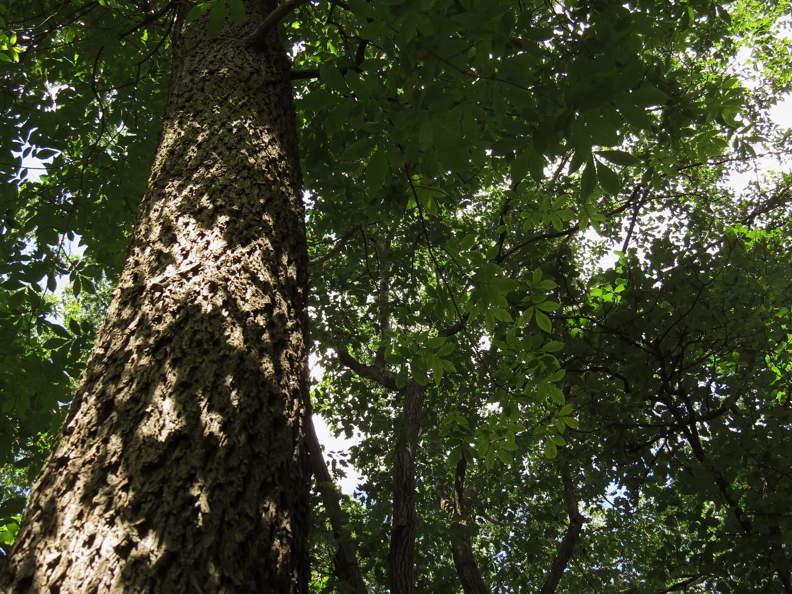 Pignut (Carya Glabra) — scientifically named Carya glabra; providing ecological value and stately beauty, image 62