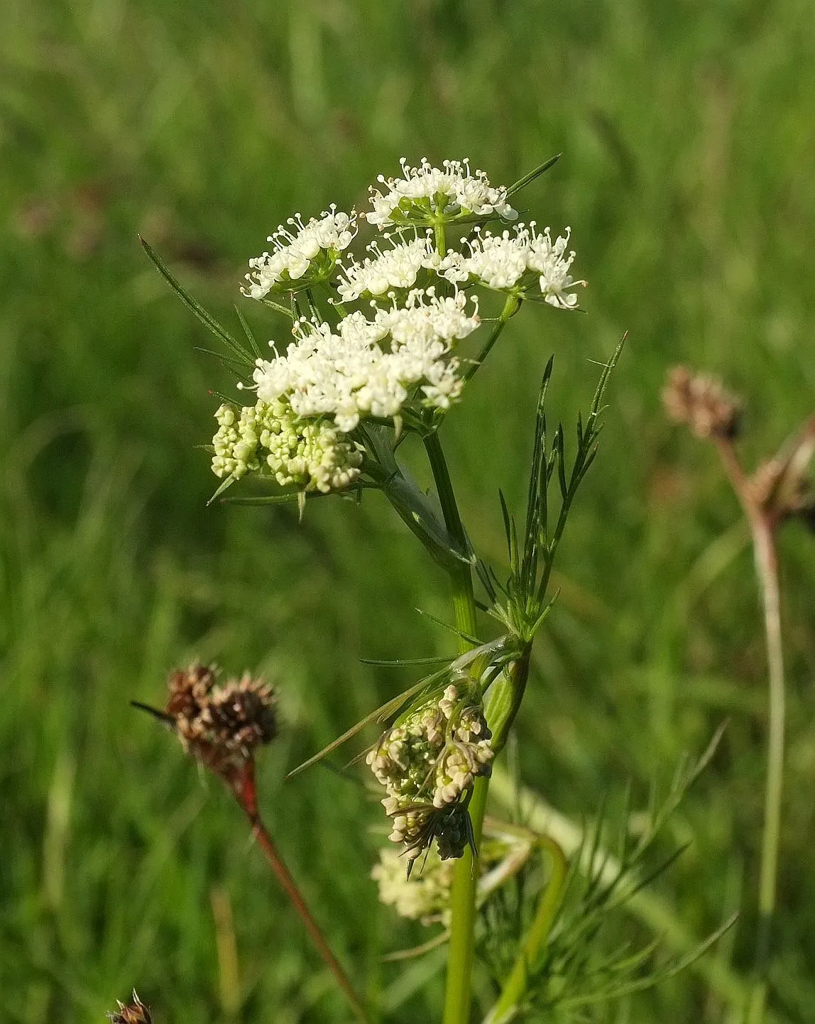 Pignut (Carya Glabra) — In the fall, the foliage exhibits a stunning transformation, displaying shades of golden yellow to rich brown; making it an excellent